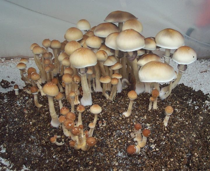 Cambodia Cubensis Mushroom Spores. 