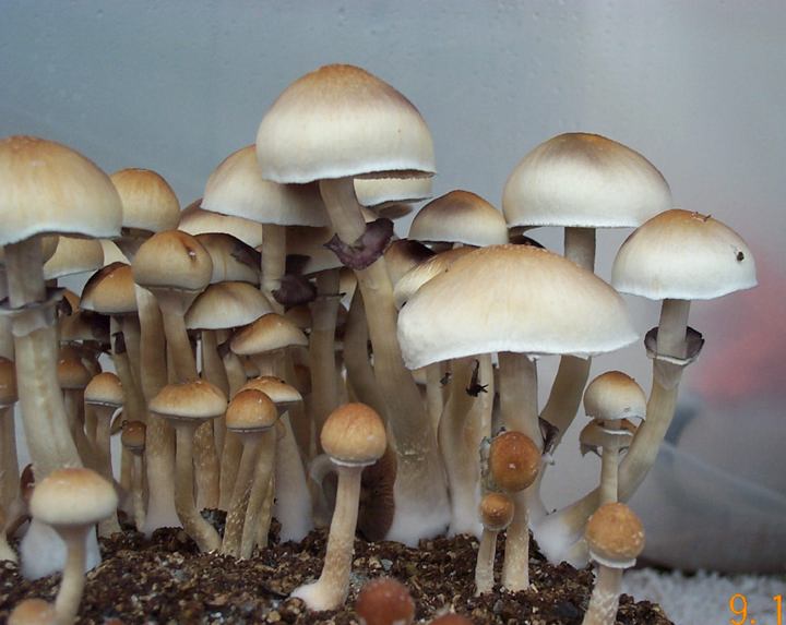 Cambodia Cubensis Mushroom Spores. 