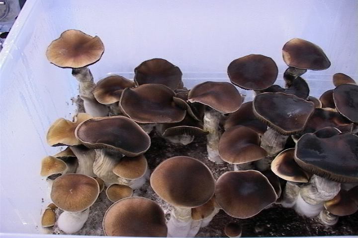 koh samui super strain info